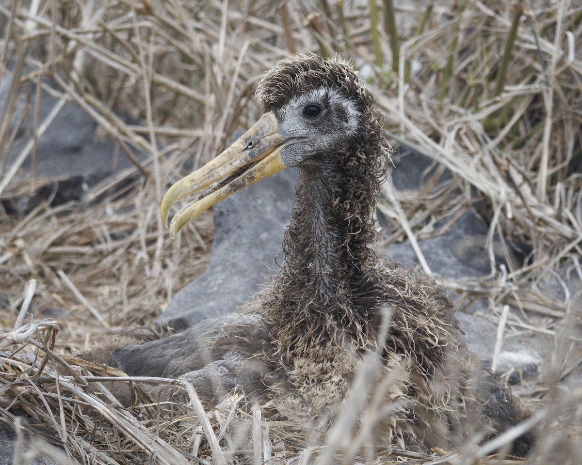 Waved Albatross - ML644240431