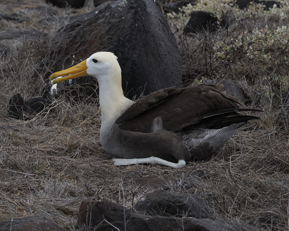 Waved Albatross - ML644240433