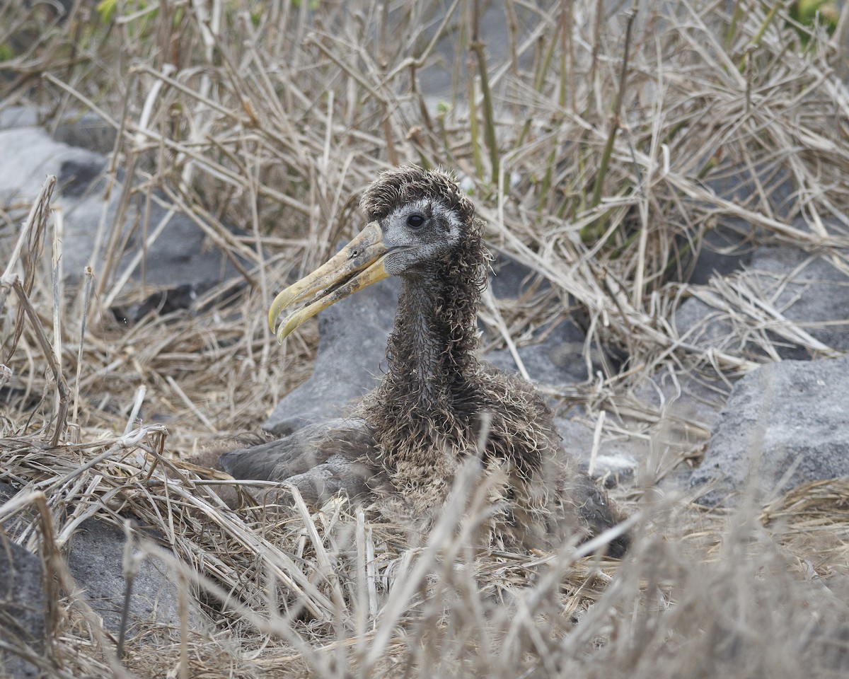 Waved Albatross - ML644240434
