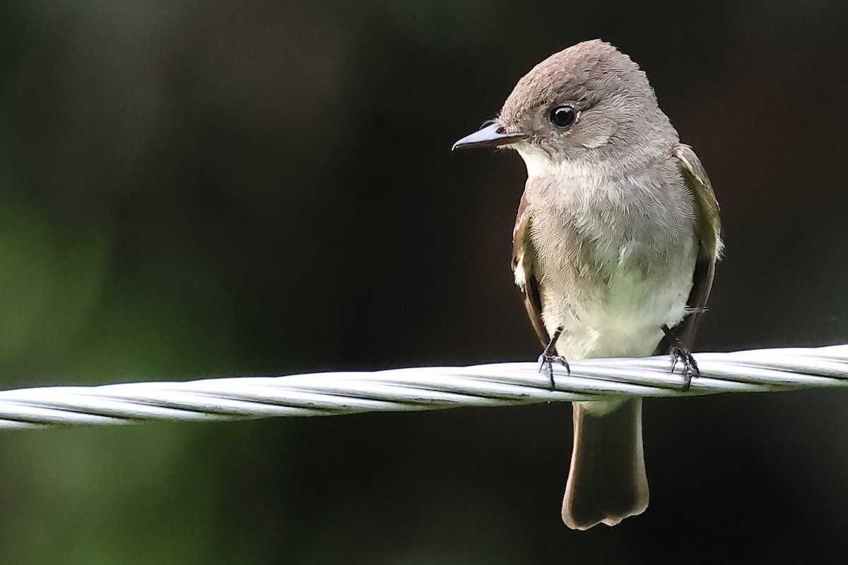 Eastern Wood-Pewee - ML644240437