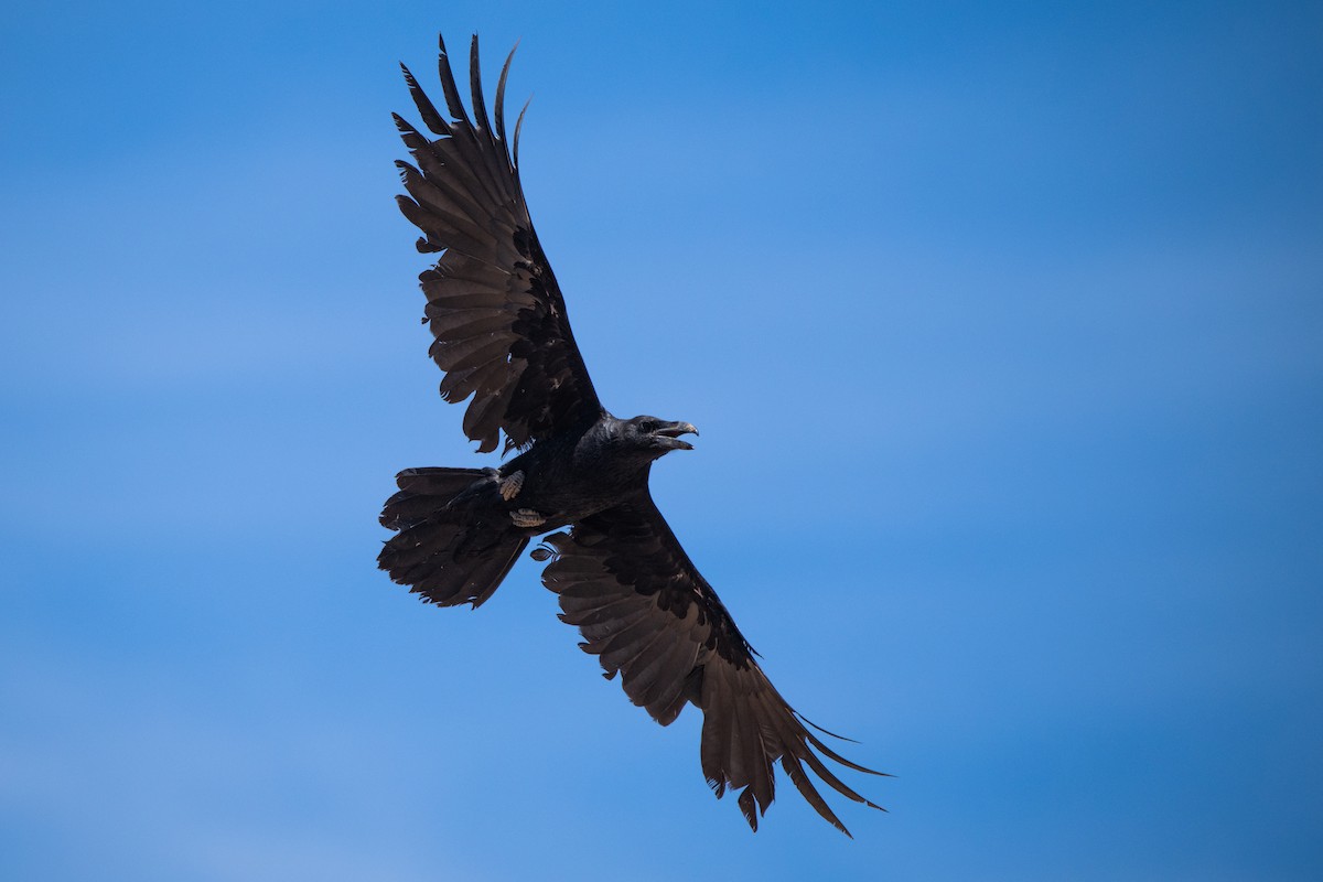 kaktusravn - ML644240439