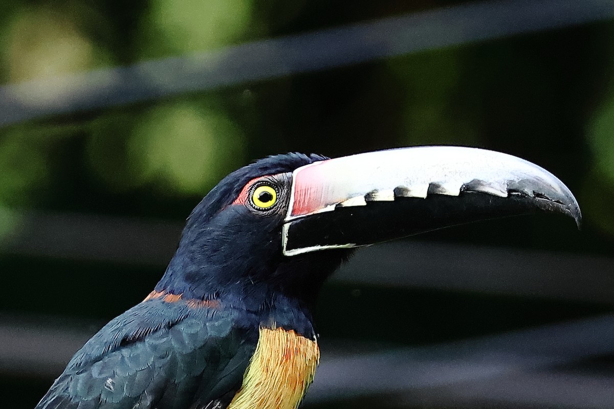 Collared Aracari - ML644240441