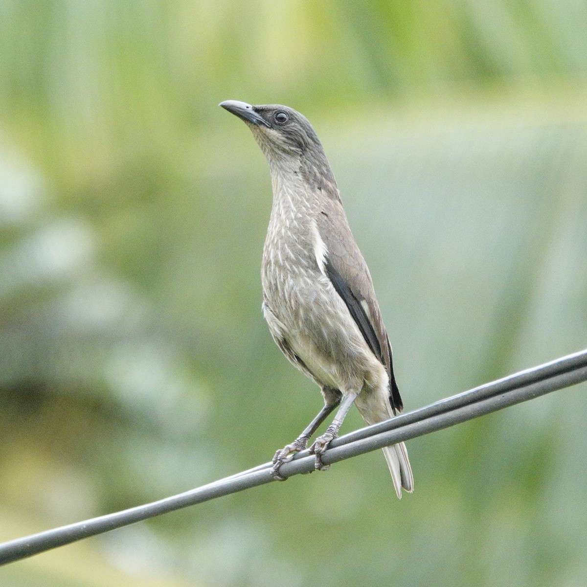 Polynesian Starling (Polynesian) - ML644240447