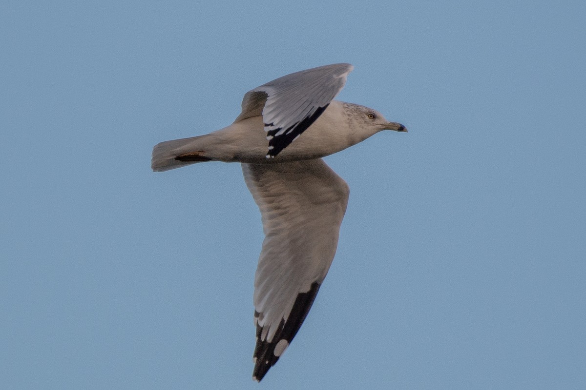 Ring-billed Gull - ML644240450