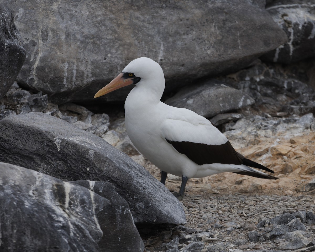 Nazca Booby - ML644240458