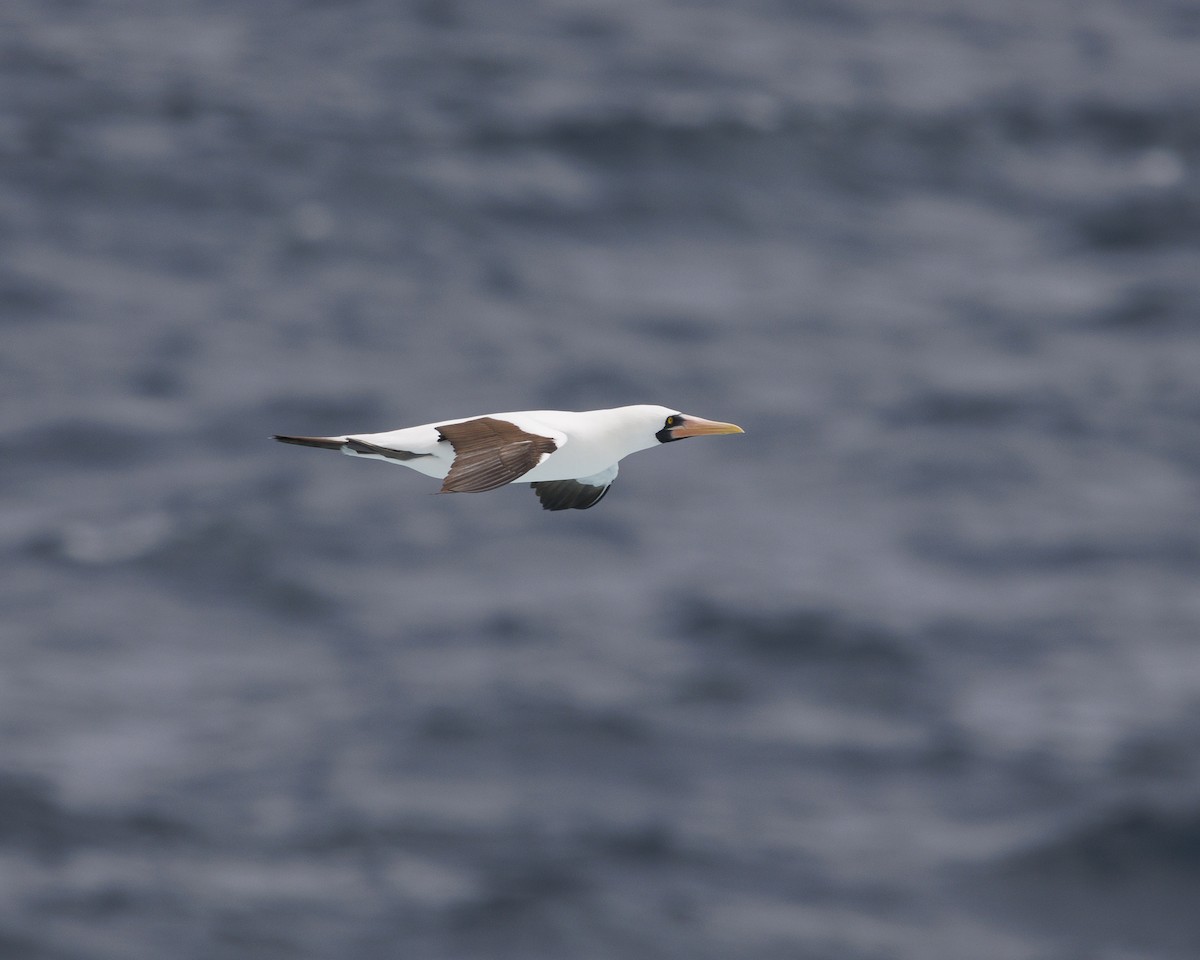 Nazca Booby - ML644240459