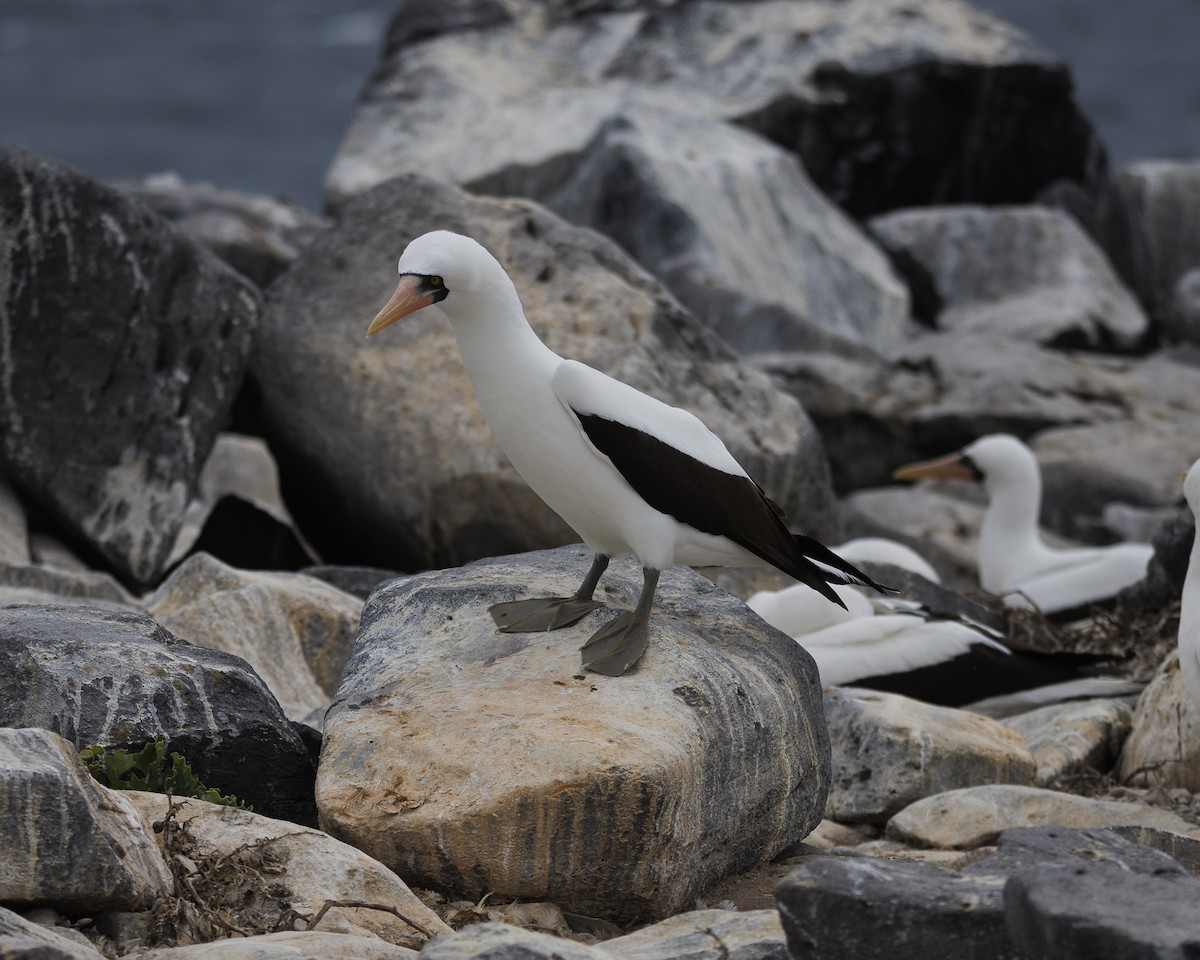 Nazca Booby - ML644240460