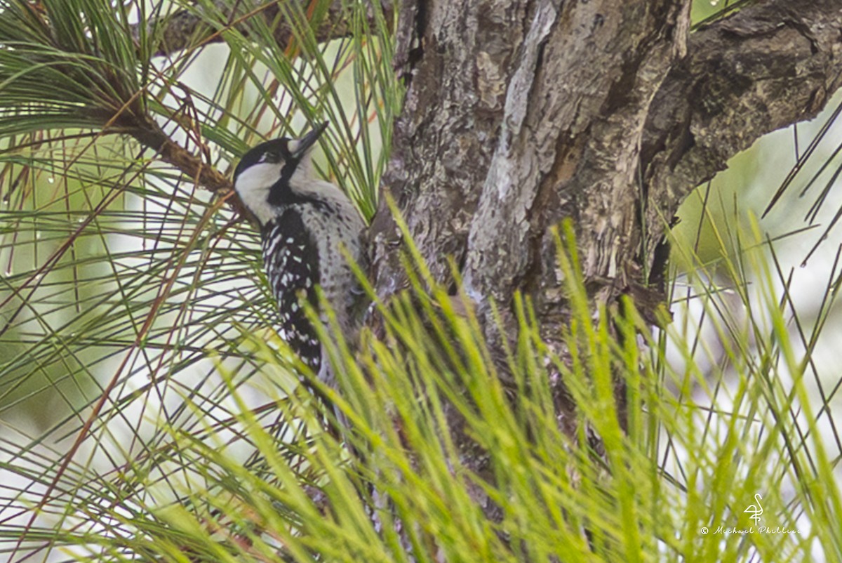 Pic à face blanche - ML644240467