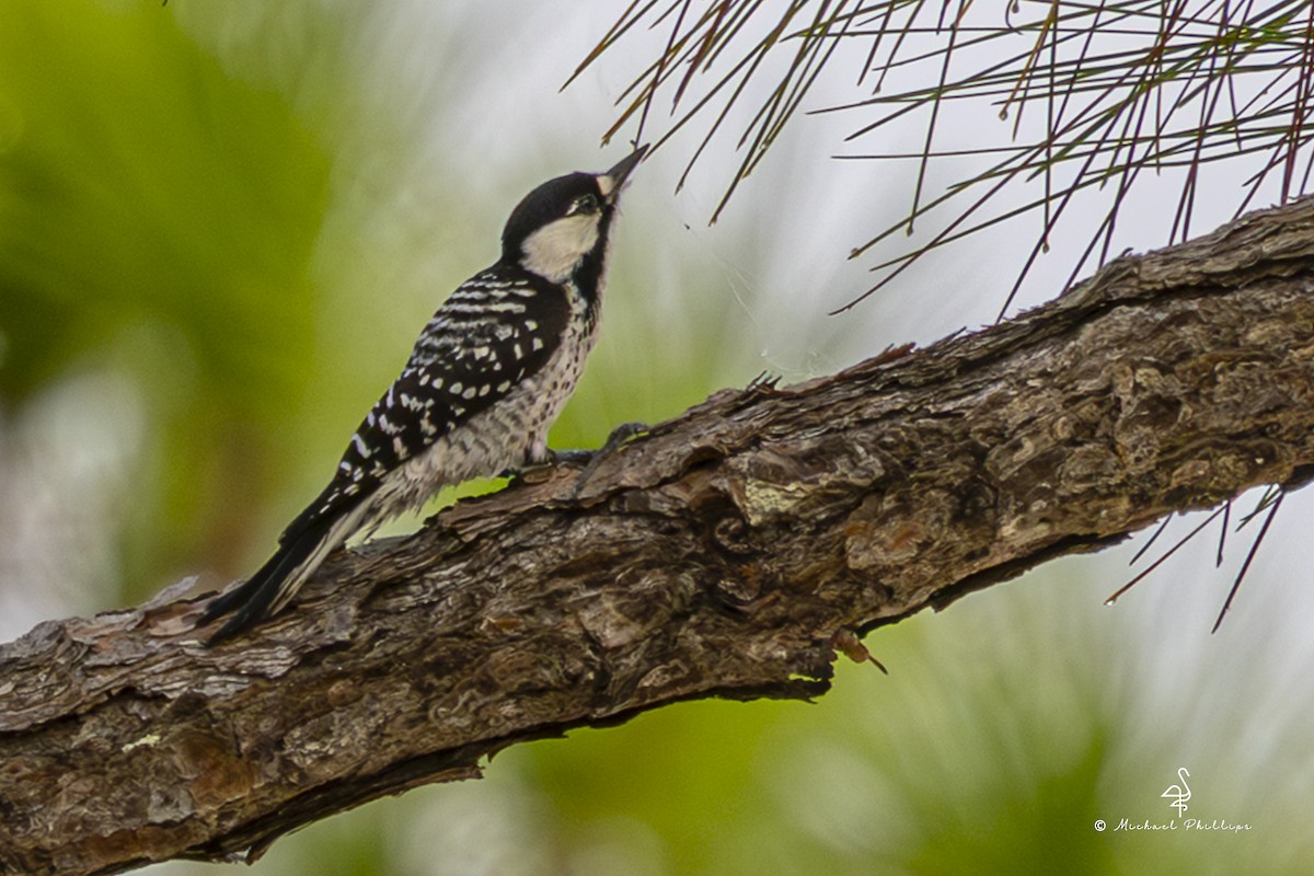 Pic à face blanche - ML644240468