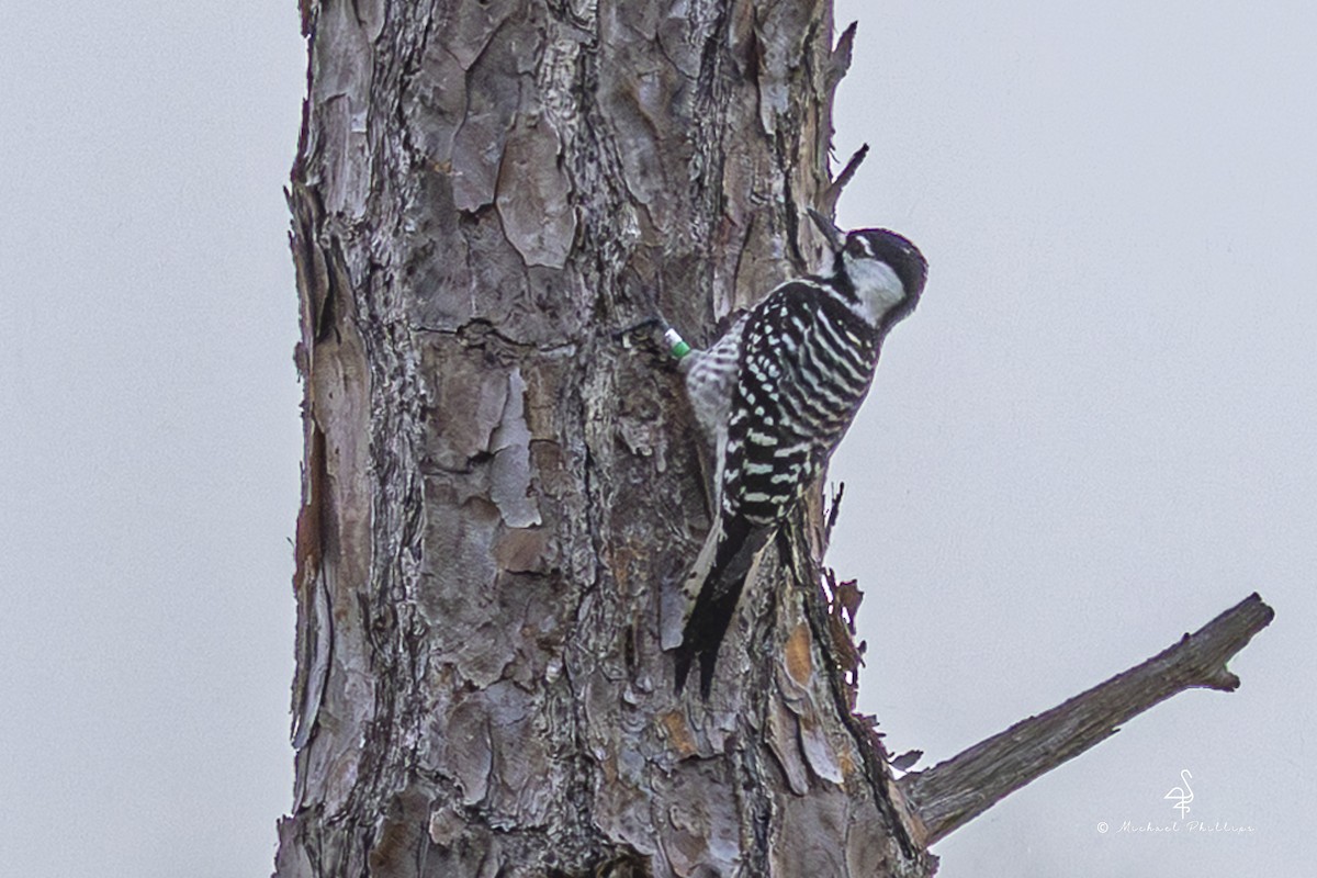 Pic à face blanche - ML644240469