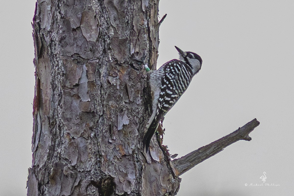 Pic à face blanche - ML644240470