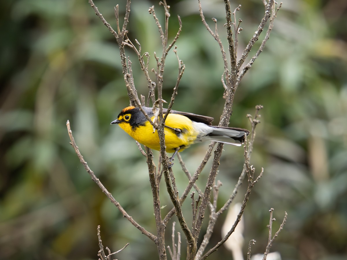 Brillenwaldsänger - ML644240481