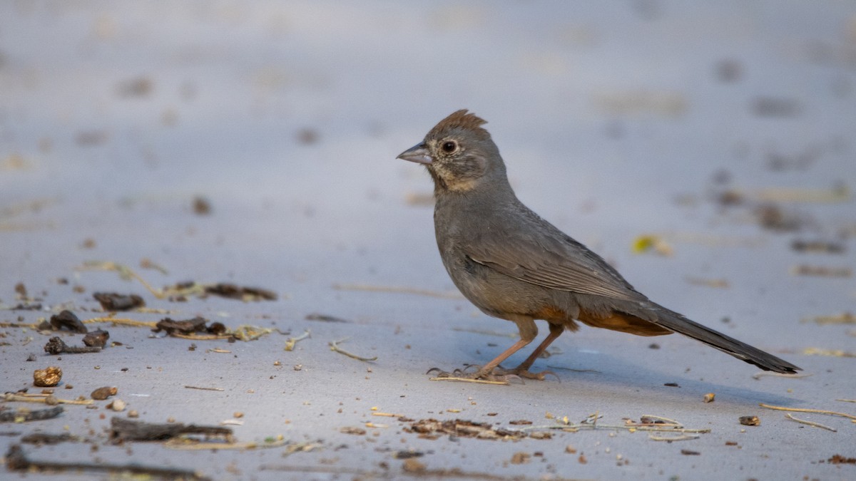 Canyon Towhee - ML644240501
