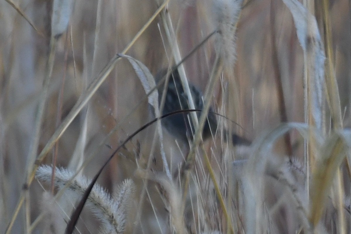 new world sparrow sp. - ML644240532