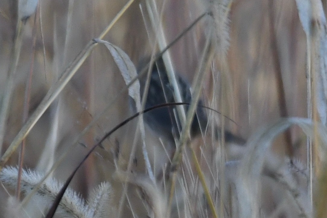 new world sparrow sp. - ML644240533