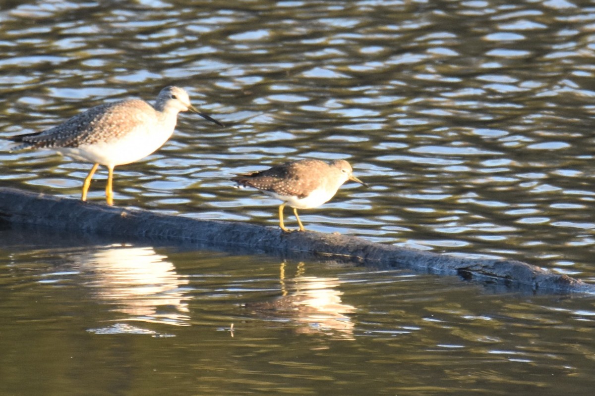 Solitary Sandpiper - ML644240539