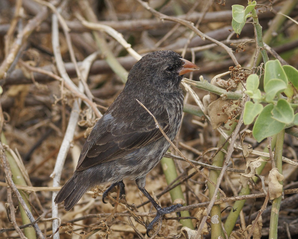 Española Ground-Finch - ML644240540