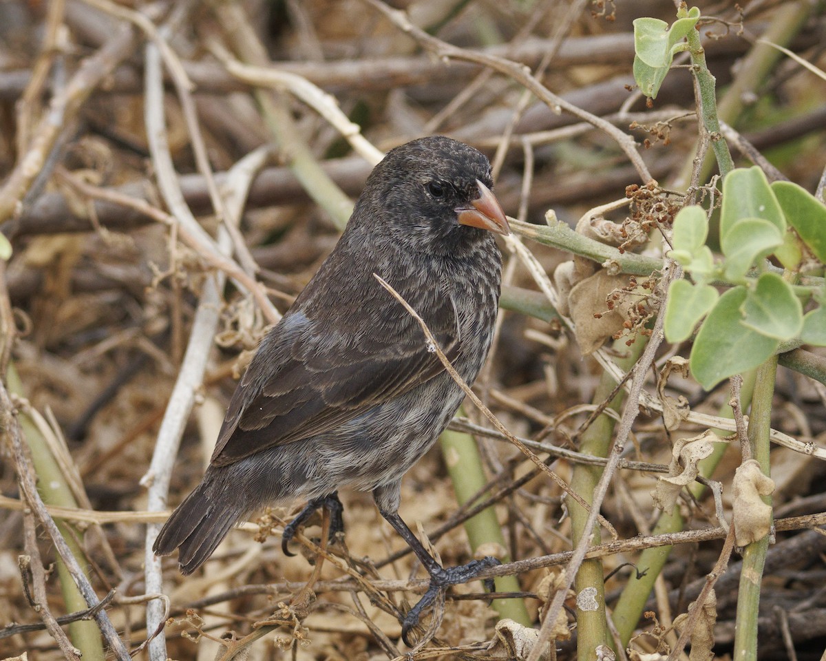 Española Ground-Finch - ML644240541