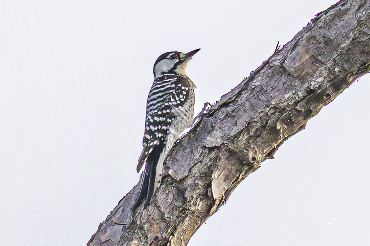 Pic à face blanche - ML644240550