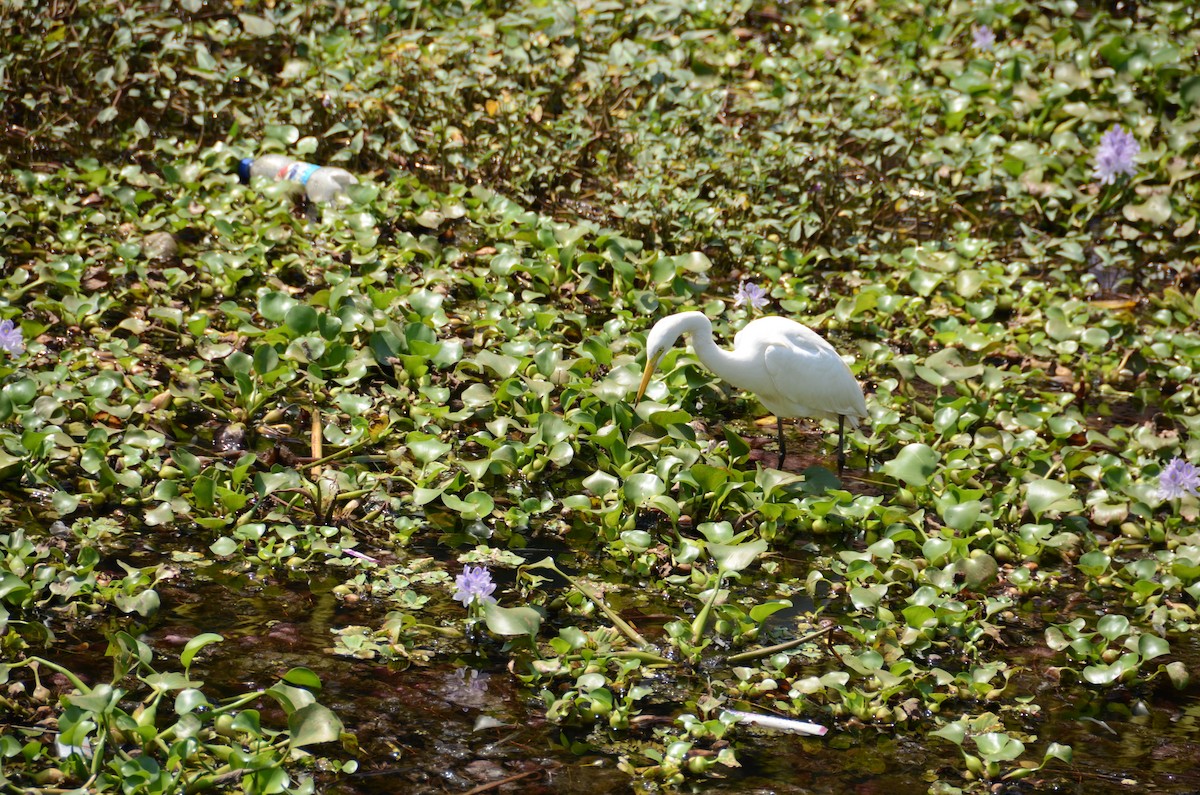 Airone bianco indiano - ML644240551