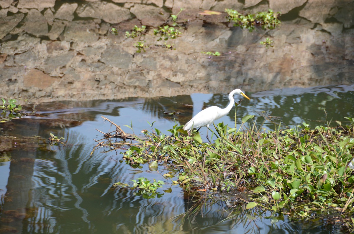 Airone bianco indiano - ML644240565