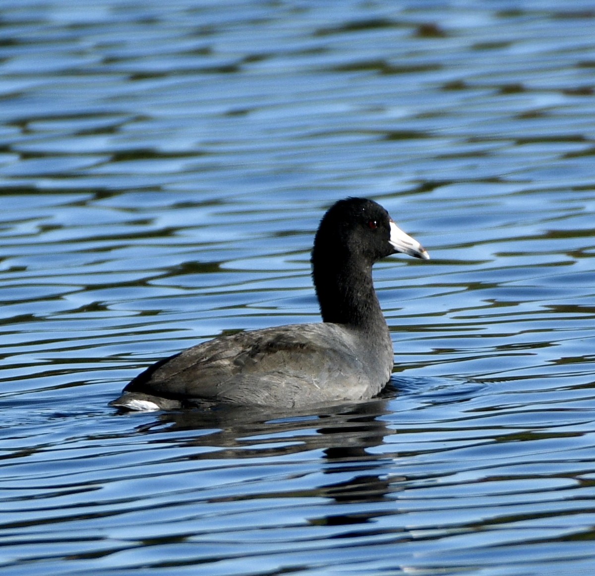 Kopetazuri amerikarra - ML644240580