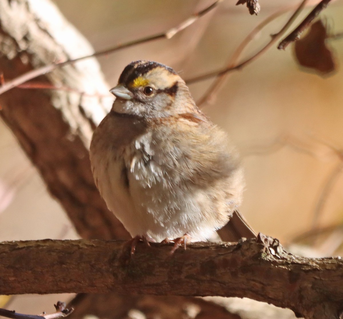 White-throated Sparrow - ML644240581