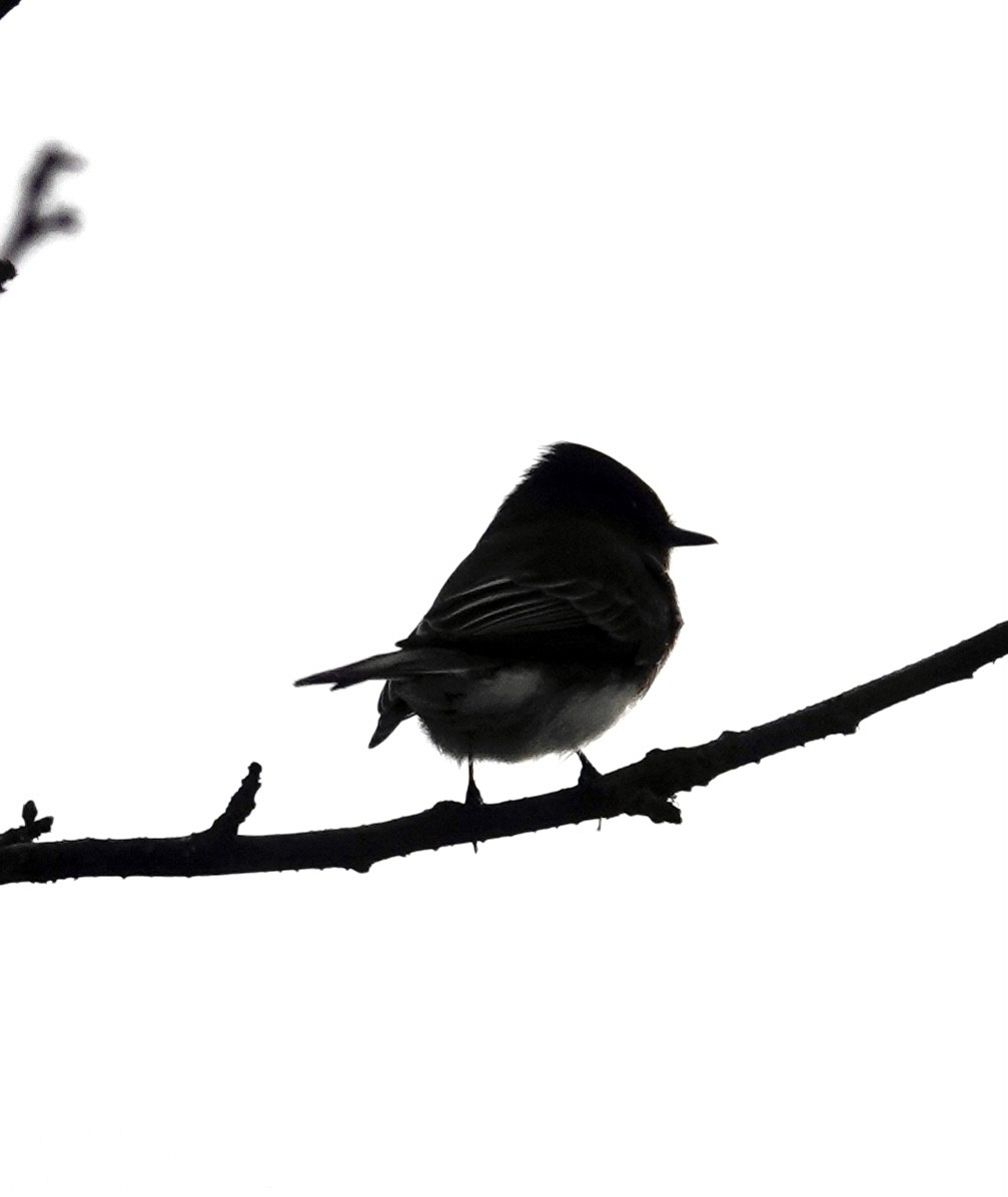 Black Phoebe - ML644240600