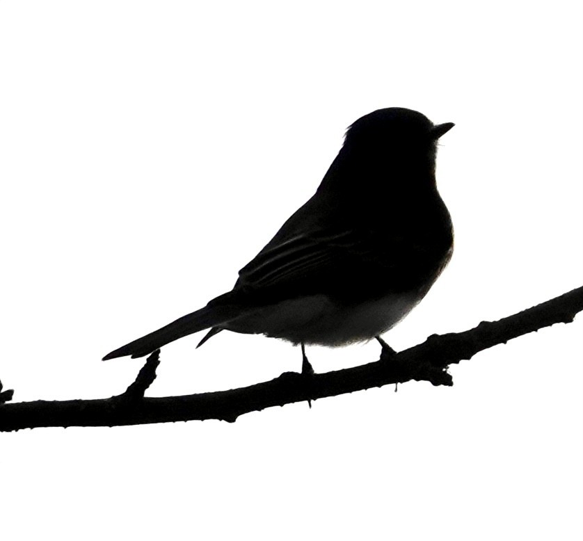 Black Phoebe - ML644240601