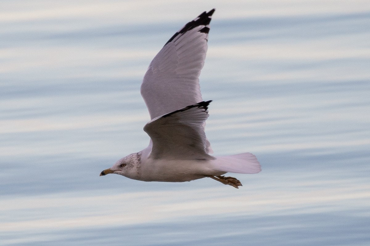 Ring-billed Gull - ML644240605