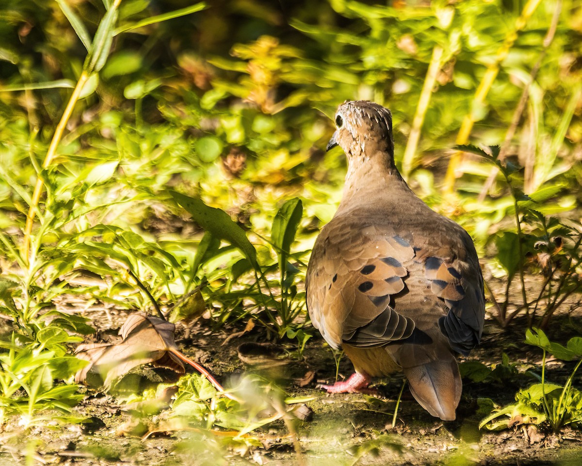 Mourning Dove - ML644240606