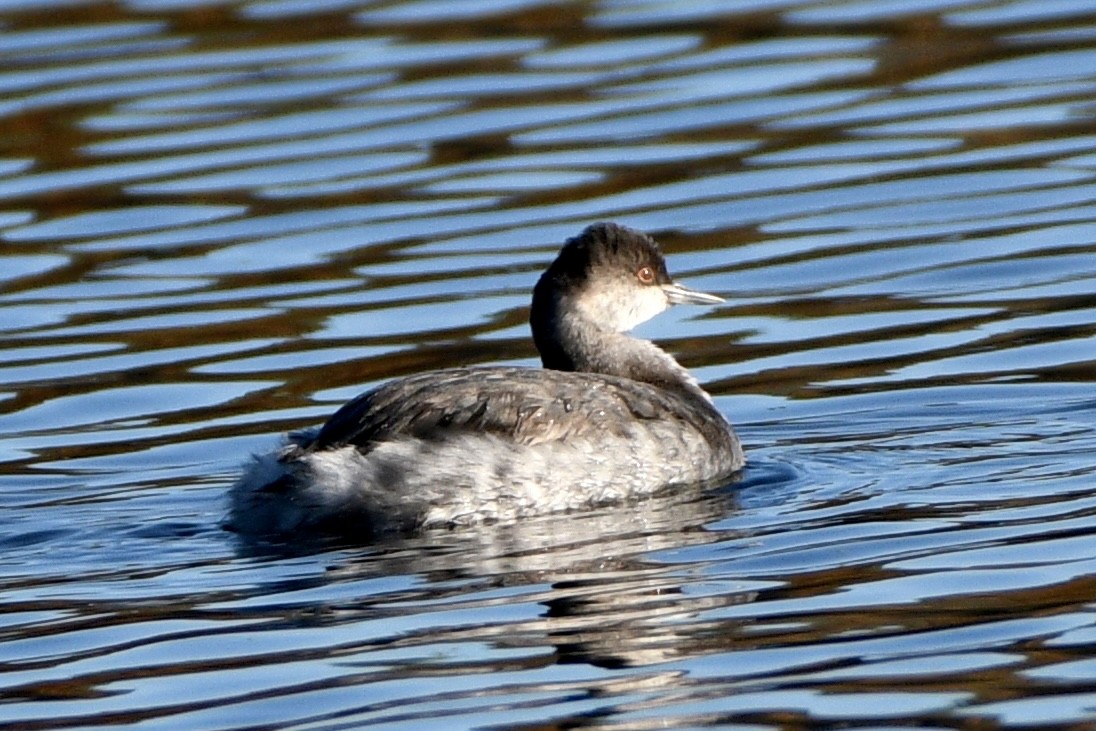 黑頸鸊鷉 - ML644240612