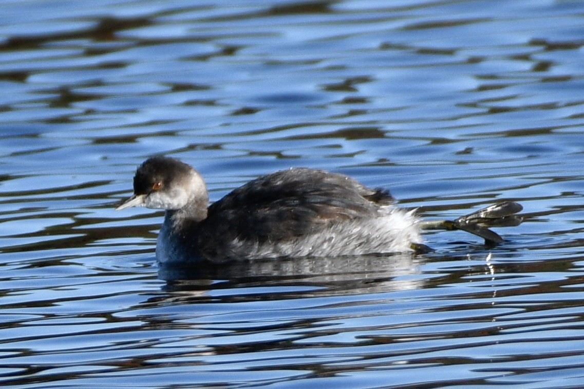 黑頸鸊鷉 - ML644240613