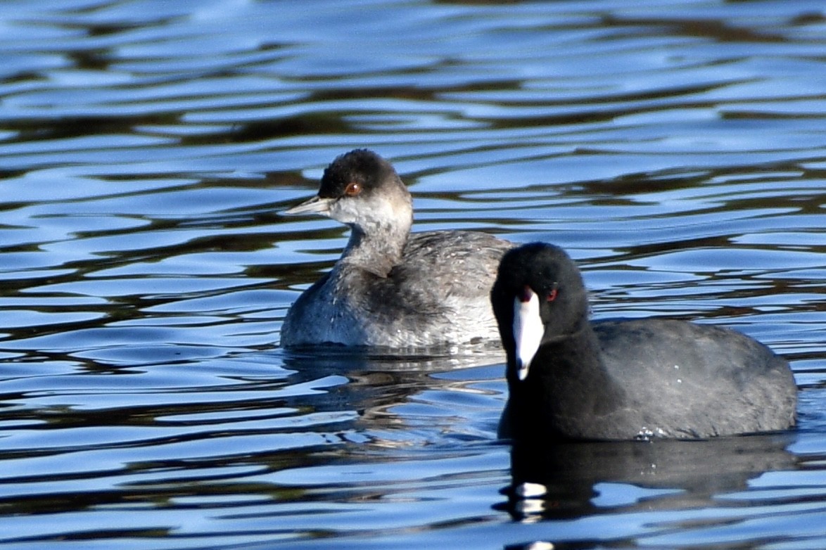 黑頸鸊鷉 - ML644240614