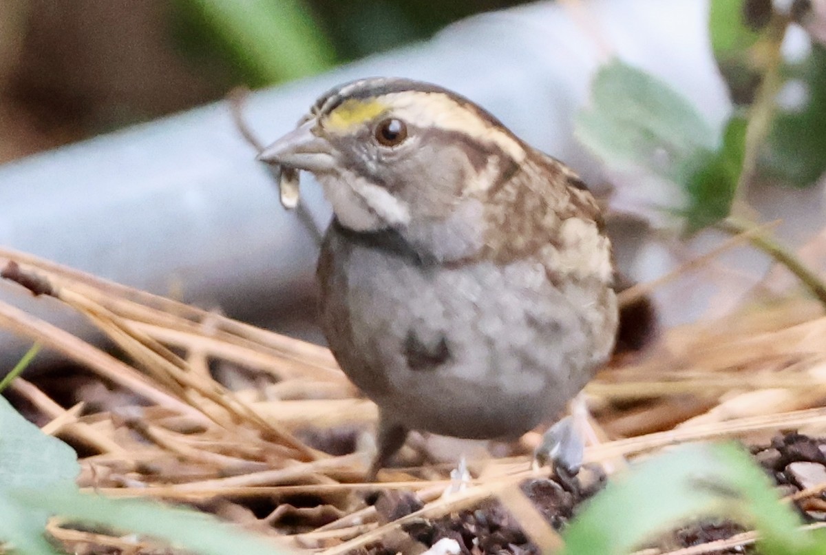 White-throated Sparrow - ML644240615