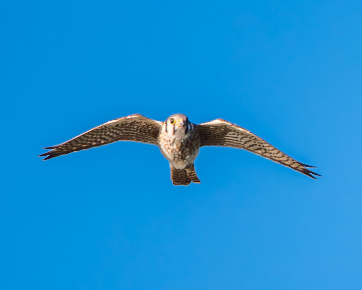 American Kestrel - ML644240616