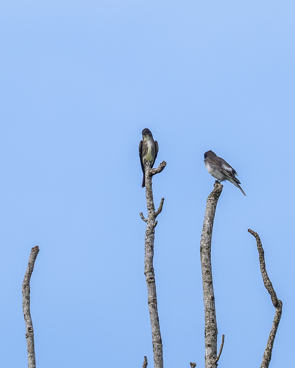 Olive-sided Flycatcher - ML644240627