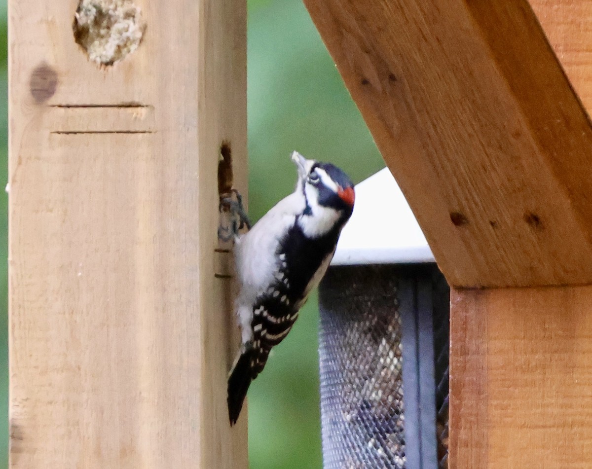 Downy Woodpecker - ML644240633
