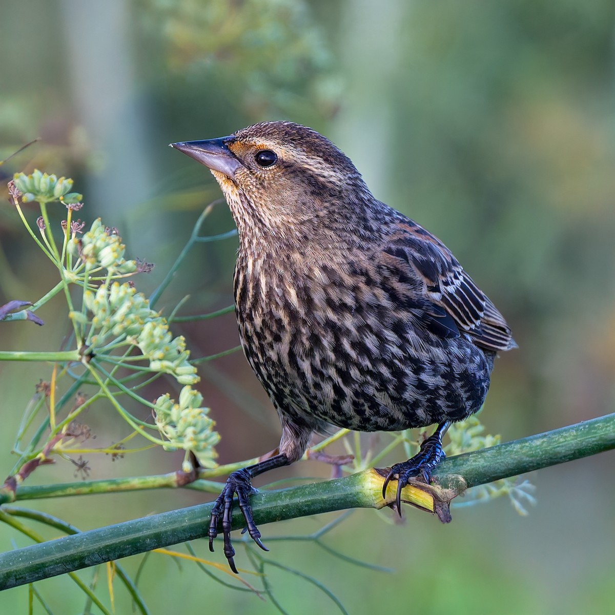 שחרורית אדומת-כנף - ML644240640
