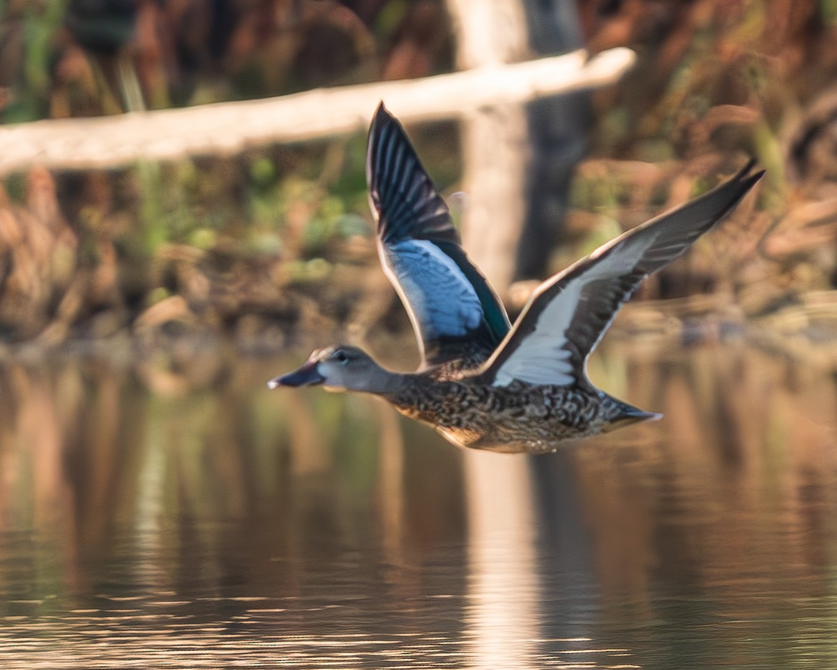 Blue-winged Teal - ML644240694