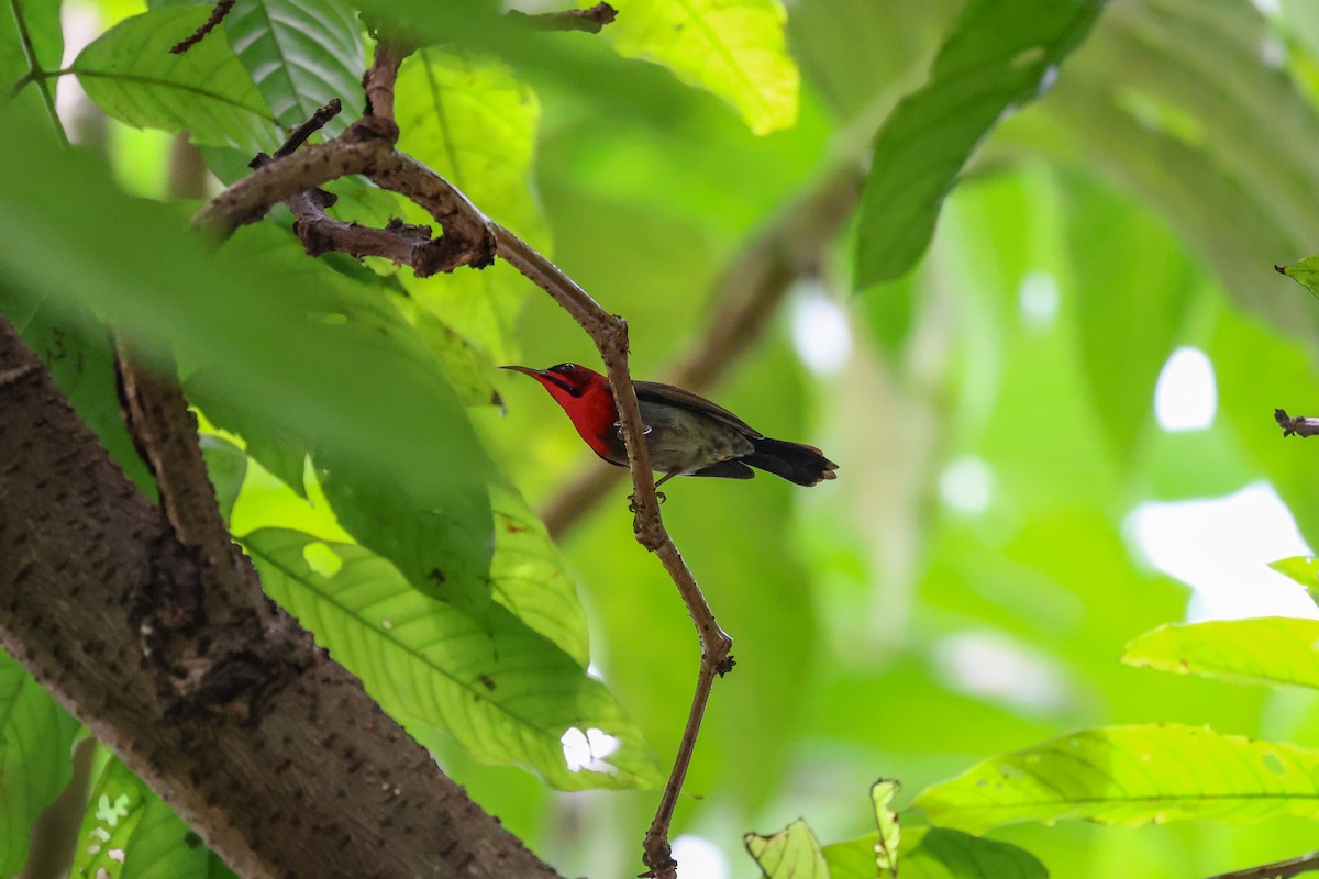 Crimson Sunbird - ML644240701