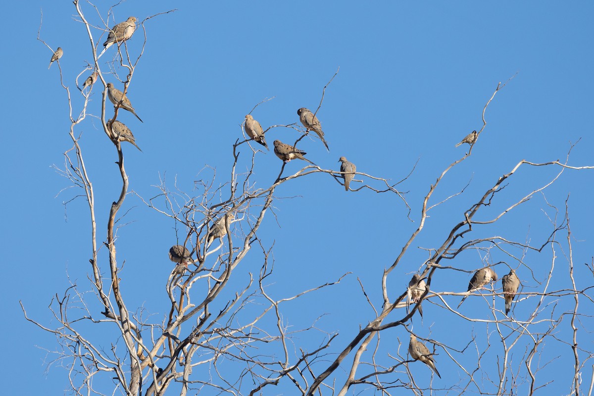 Mourning Dove - ML644240704