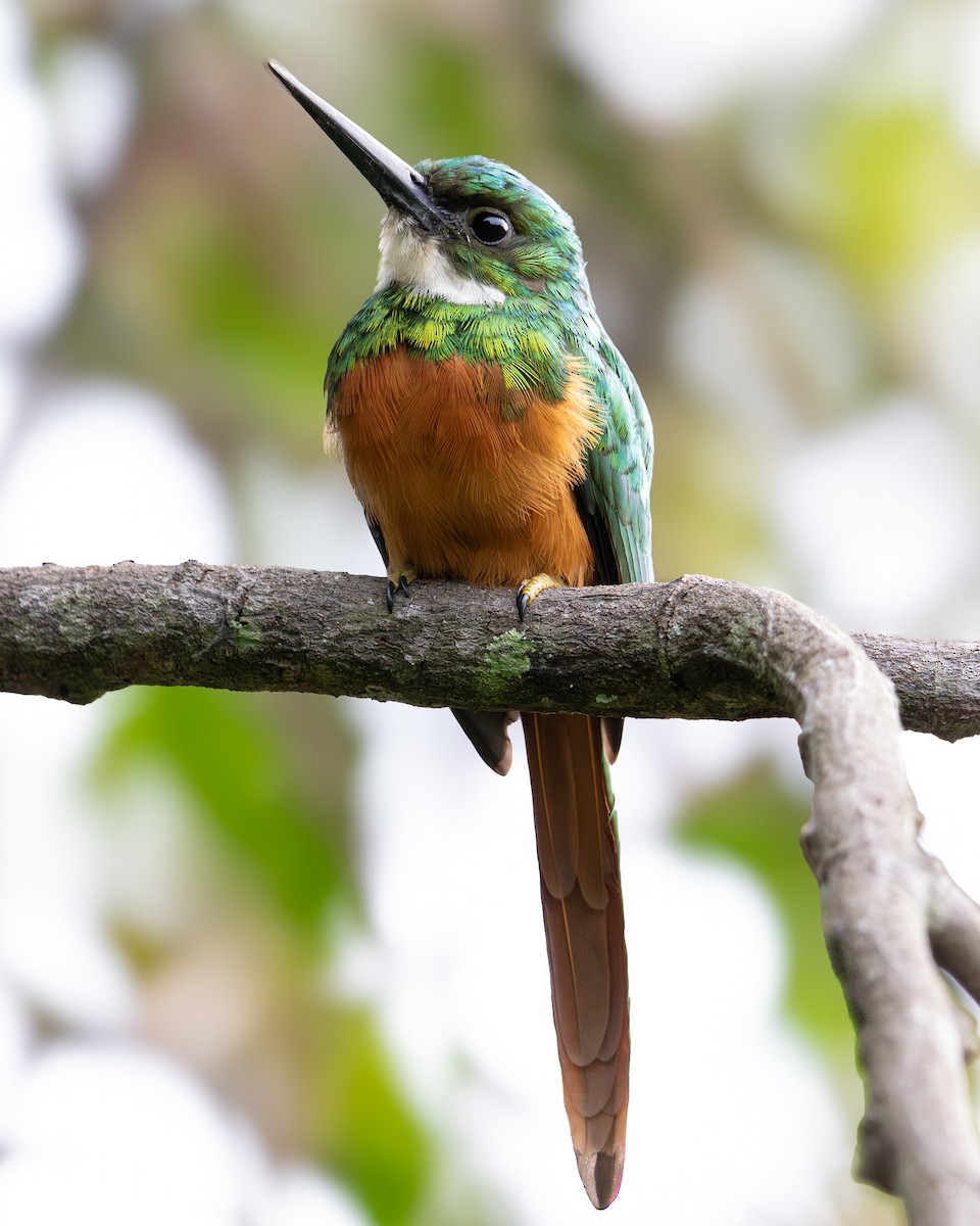 Рыжехвостая якамара - ML644240706