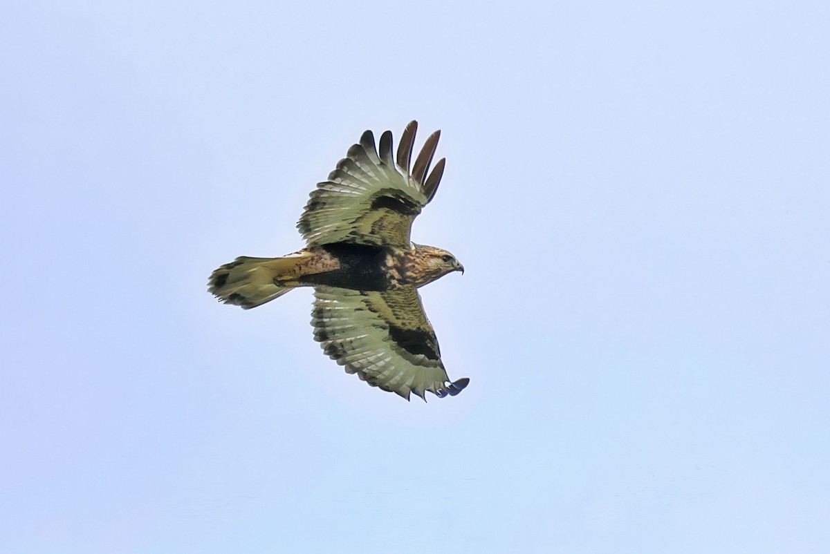 Rough-legged Hawk - ML644240709