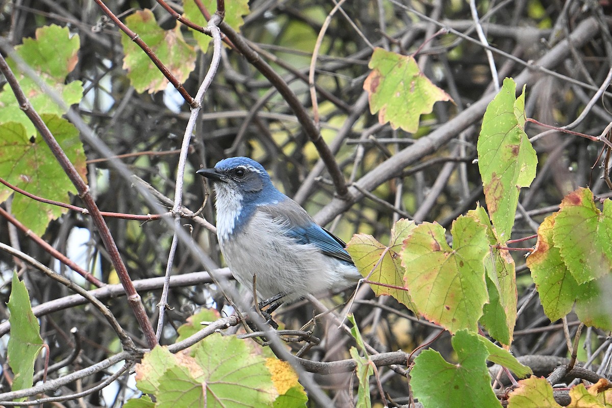 California Scrub-Jay - ML644240720