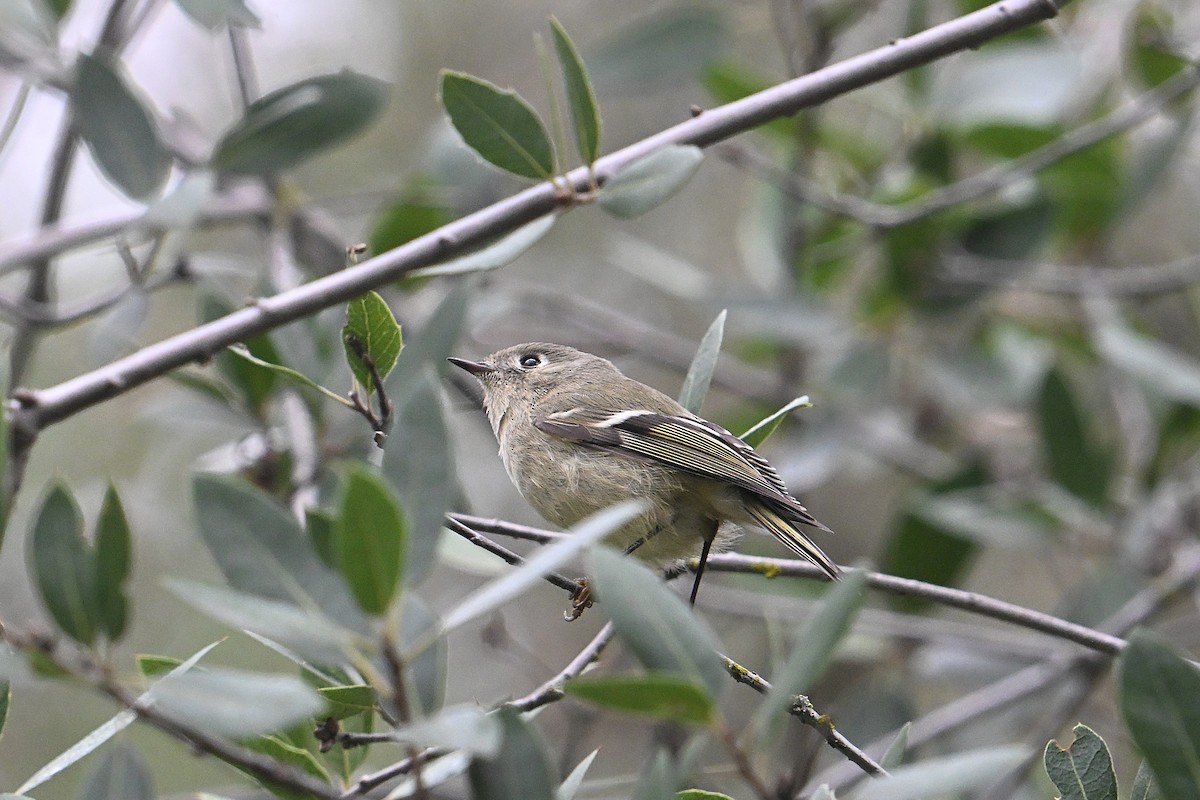 Ruby-crowned Kinglet - ML644240728