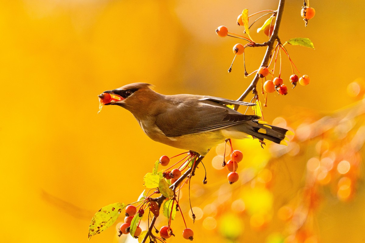 Cedar Waxwing - ML644240740