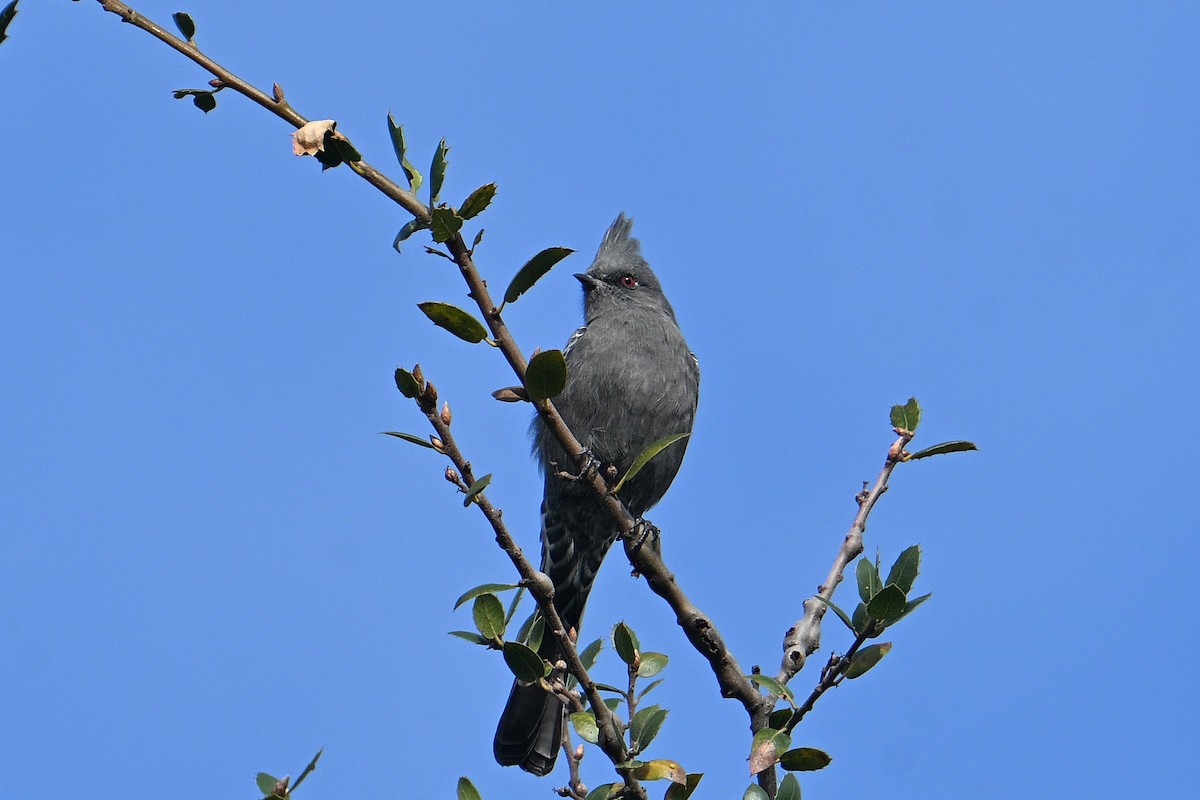 Phainopepla - ML644240750