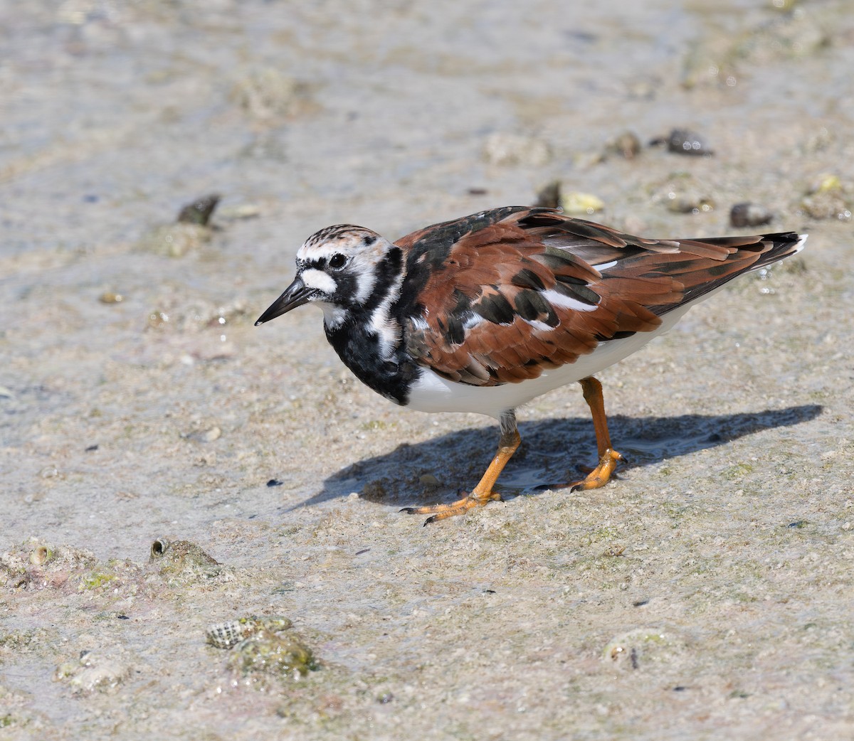 Алаг хайргач - ML644240754