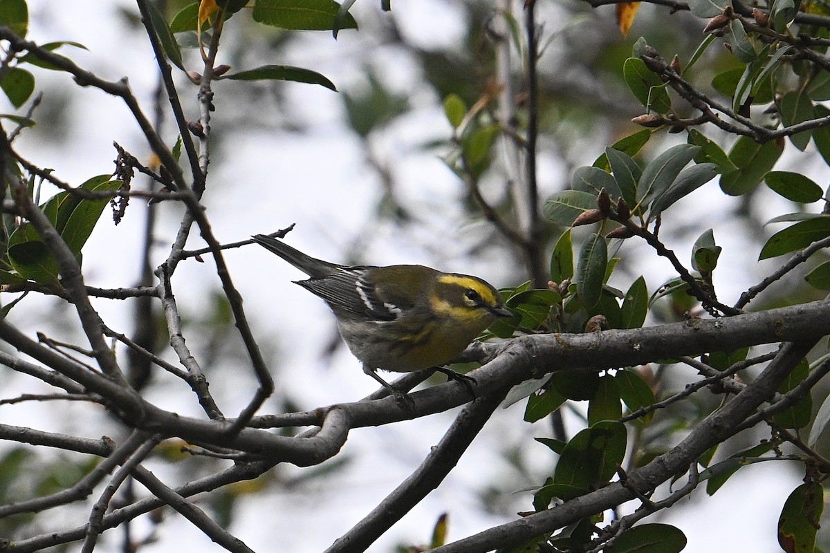 Townsend's Warbler - ML644240762